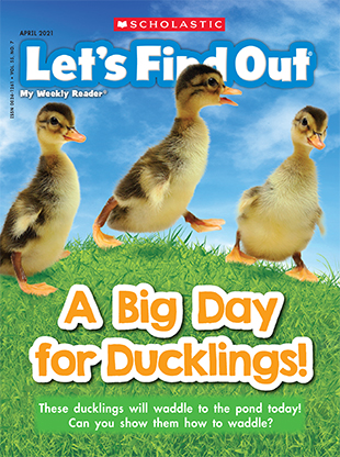 Magazine Issue Cover, A Big Day for Ducklings